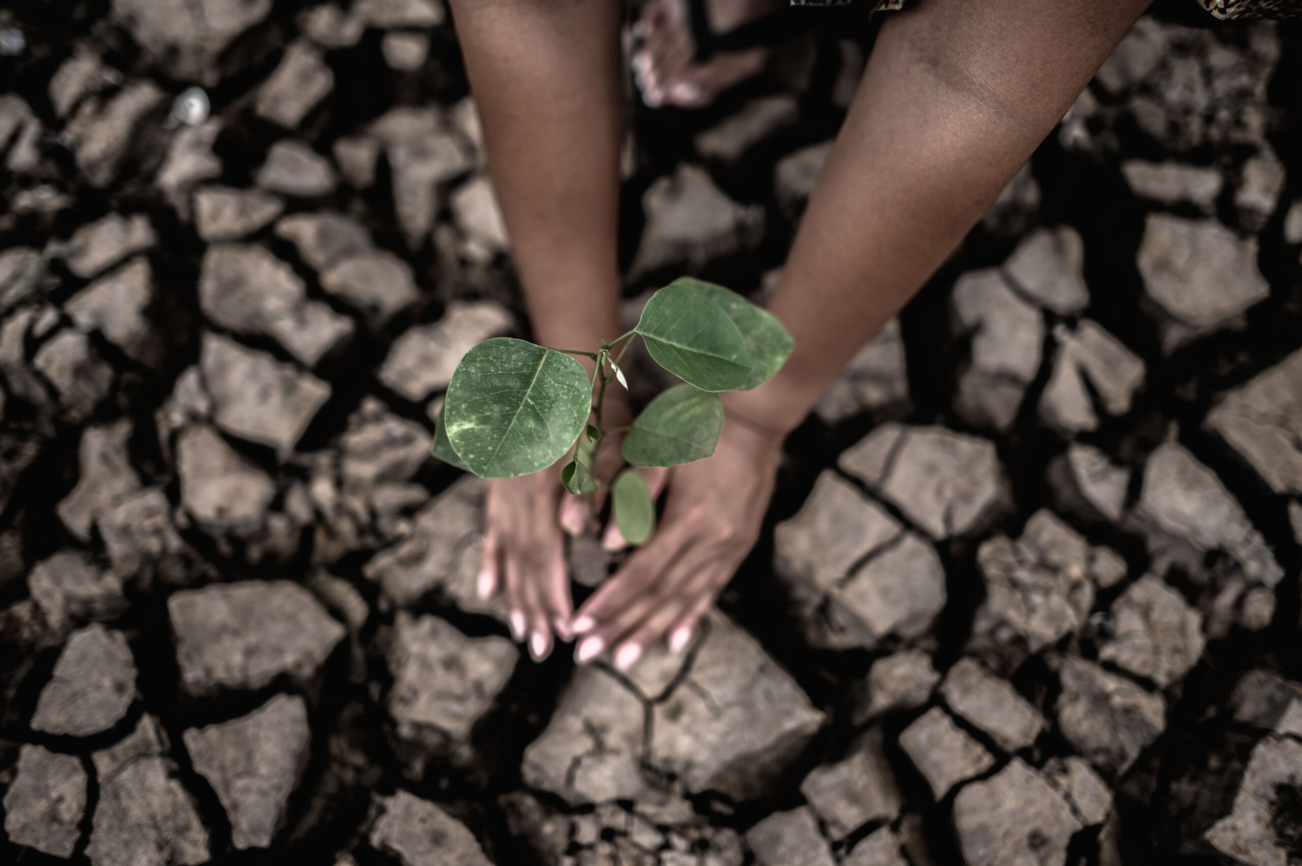 Dieta Vegana Reduz Massivamente o Dano Ambiental