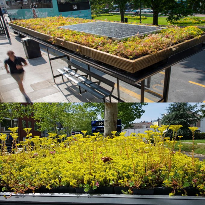 Dutch ‘buzz stops’ support urban bee populations with green roofs and solar panels.